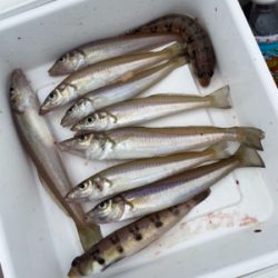 ウミックさんにてレンタルボートでの釣果