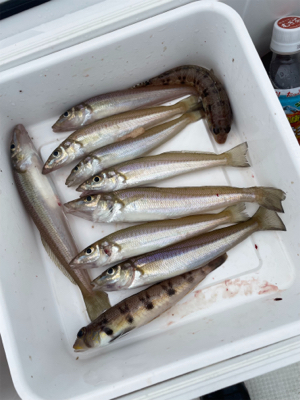 ウミックさんにてレンタルボートでの釣果