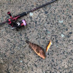 昼からのエギング！