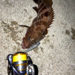 アコウゲーム2日目