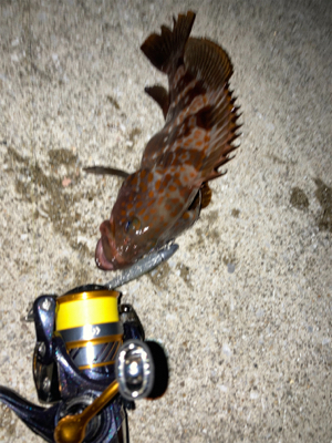 アコウゲーム2日目