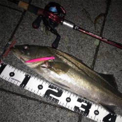 シーバス　５７cm