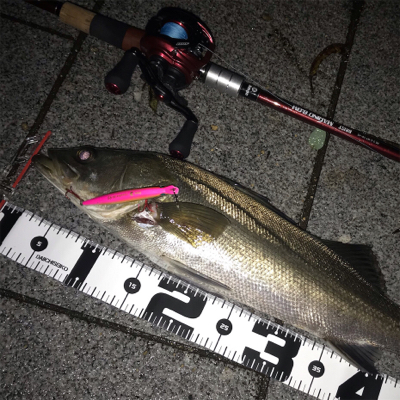 シーバス　５７cm