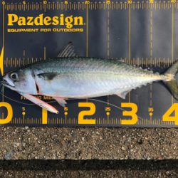 楽しい釣り仲間と久しぶりの釣行