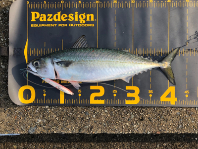 楽しい釣り仲間と久しぶりの釣行