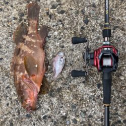 ストリンガー付きアコウ