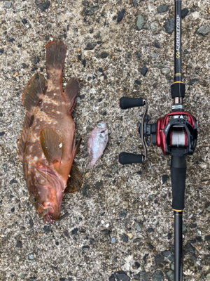 ストリンガー付きアコウ