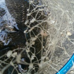 『釣りデビュー(^o^』198日目