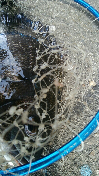 『釣りデビュー(^o^』198日目