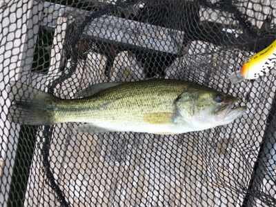 釣果は良くありませんが、納得のいく釣りでし…