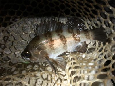 久しぶりのメバリング！