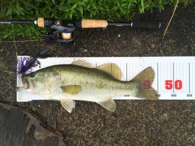 全開放水な琵琶湖