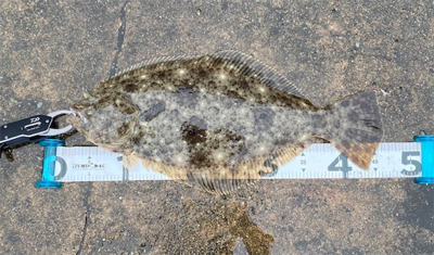 フラットゲーム