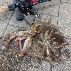 エリアミスり蛸散歩不調。新子2杯のみ。。