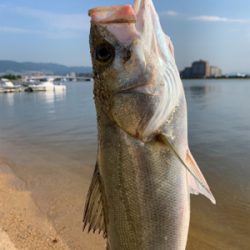 朝マヅメシーバス