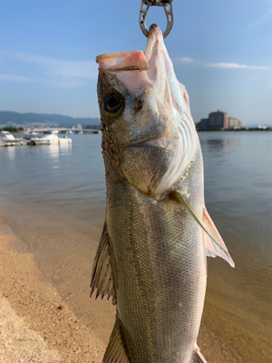 朝マヅメシーバス