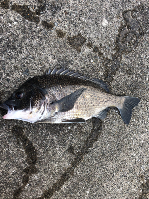 雨上がりの大潮でエビ撒き