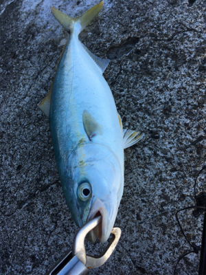 青物がソフトルアーで爆釣