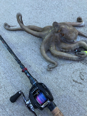 辛うじてキロアッフ