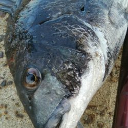 『釣りデビュー(^^)』199日目