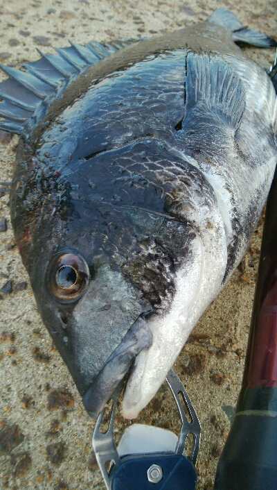 『釣りデビュー(^^)』199日目