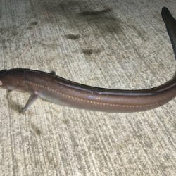 まったり投げ釣り