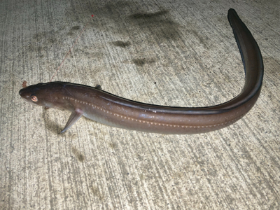 まったり投げ釣り