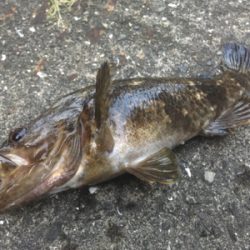 ワクチン接種後釣行