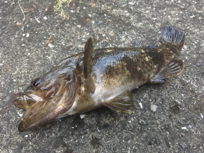 ワクチン接種後釣行