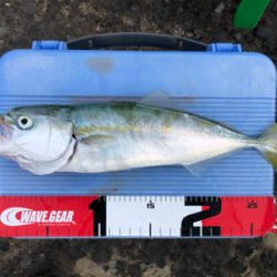 ショゴ、ワカシ、アジおまけでイカ