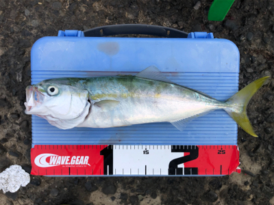 ショゴ、ワカシ、アジおまけでイカ