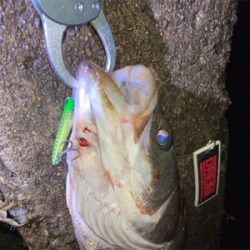 ⭐︎久しぶりのシーバス