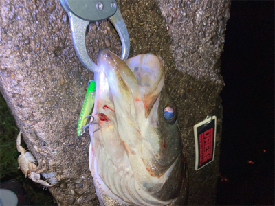 ⭐︎久しぶりのシーバス