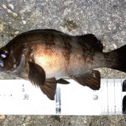 メバルまだ釣れてます