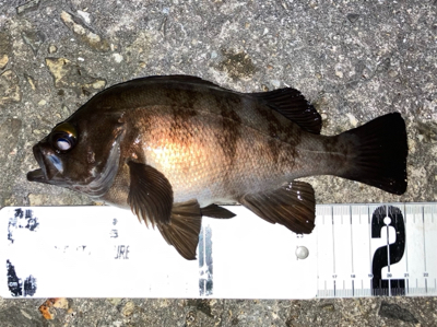 メバルまだ釣れてます