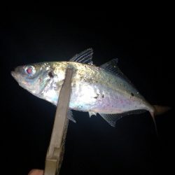 アジング練習　308　