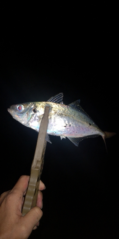 アジング練習　308　