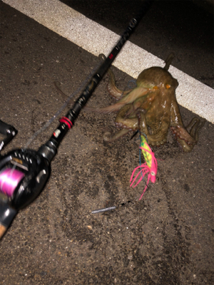 雨の切れ目のオクトパッシング