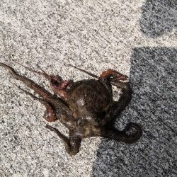 オクトパッシング