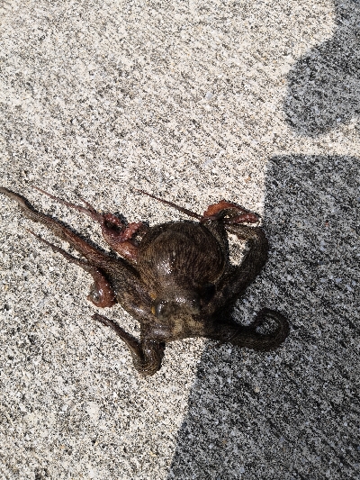 オクトパッシング