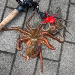 鯖すら居なく。蛸散歩切り替え2杯。。