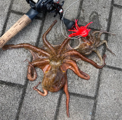 鯖すら居なく。蛸散歩切り替え2杯。。