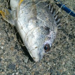 『釣りデビュー(^_-)』201日目