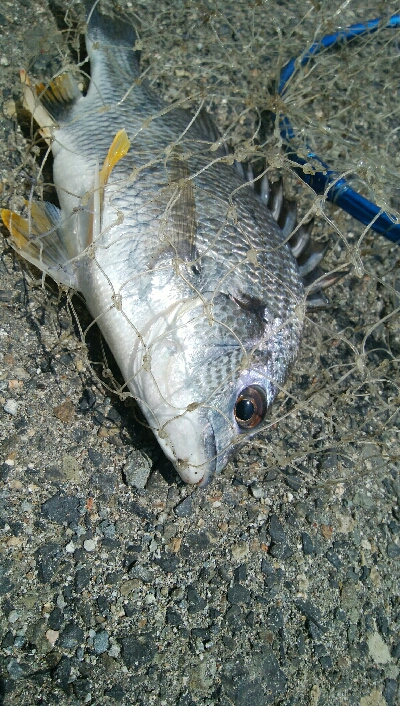 『釣りデビュー(^_-)』201日目