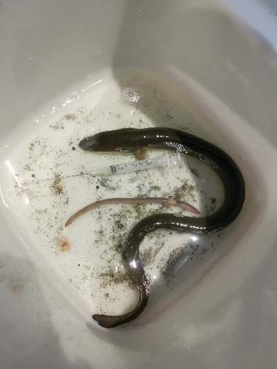 穴釣で2本ヒット