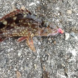 タケノコメバル