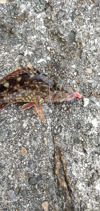 タケノコメバル