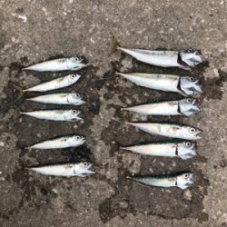 サビキと穴釣り