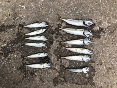 サビキと穴釣り