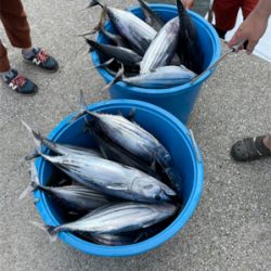 大島でマグカツ